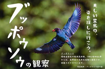 【中川村】ブッポウソウの観察